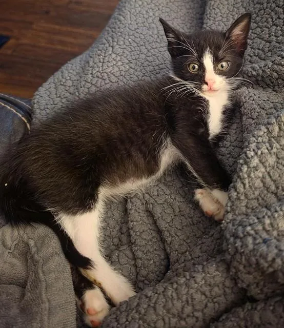 A baby small-sized male Domestic Short Hair cat named Needoh for adoption in Statesville, NC