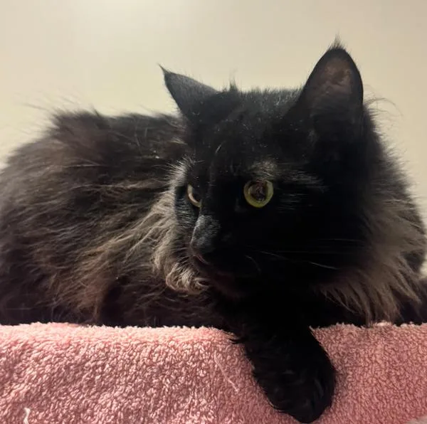 An adult large-sized male Domestic Long Hair cat named Felipe for adoption in Oakland, CA