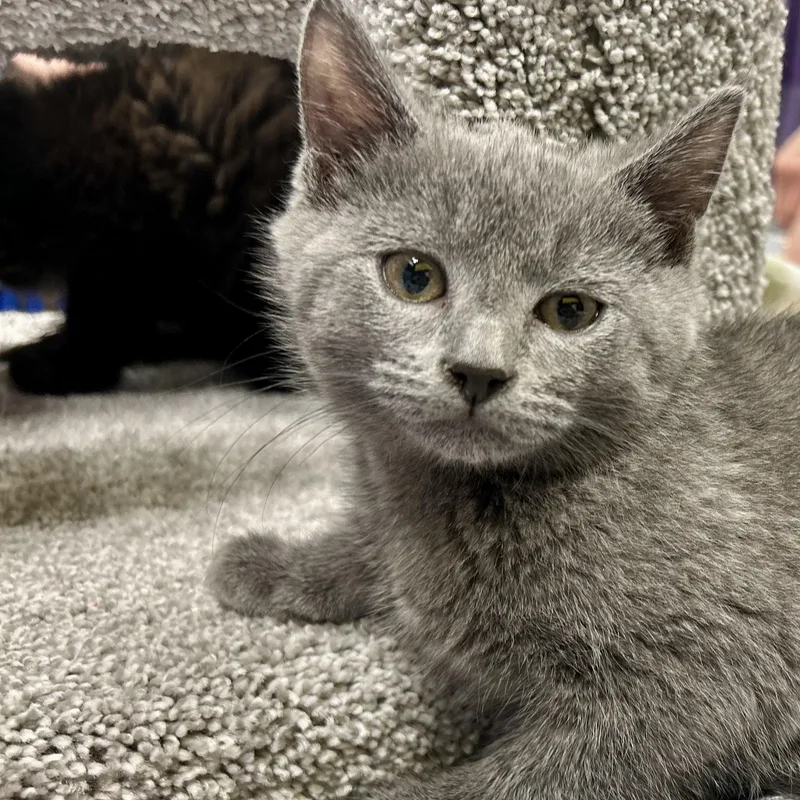 A baby small-sized male Gray / Blue / Silver Domestic Medium Hair cat named Swiss for adoption in Fishers, IN