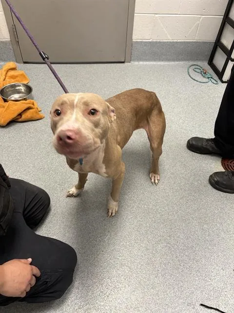 A young medium-sized female Pit Bull Terrier dog named Fresca for adoption in Indianapolis, IN