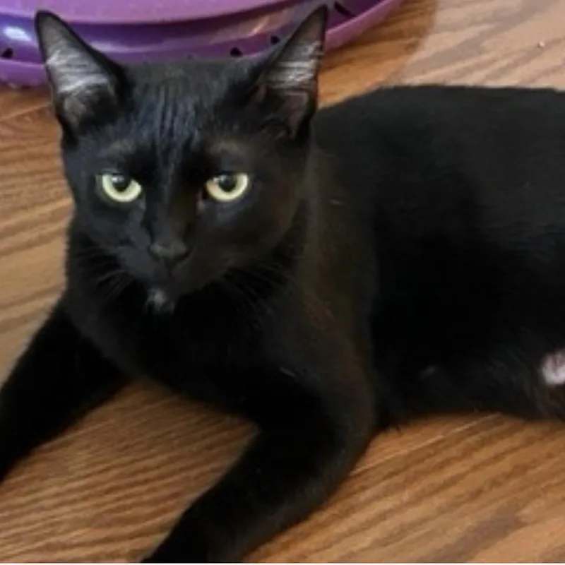 An adult medium-sized female Black Domestic Short Hair cat named Lilly for adoption in Franklin, TN