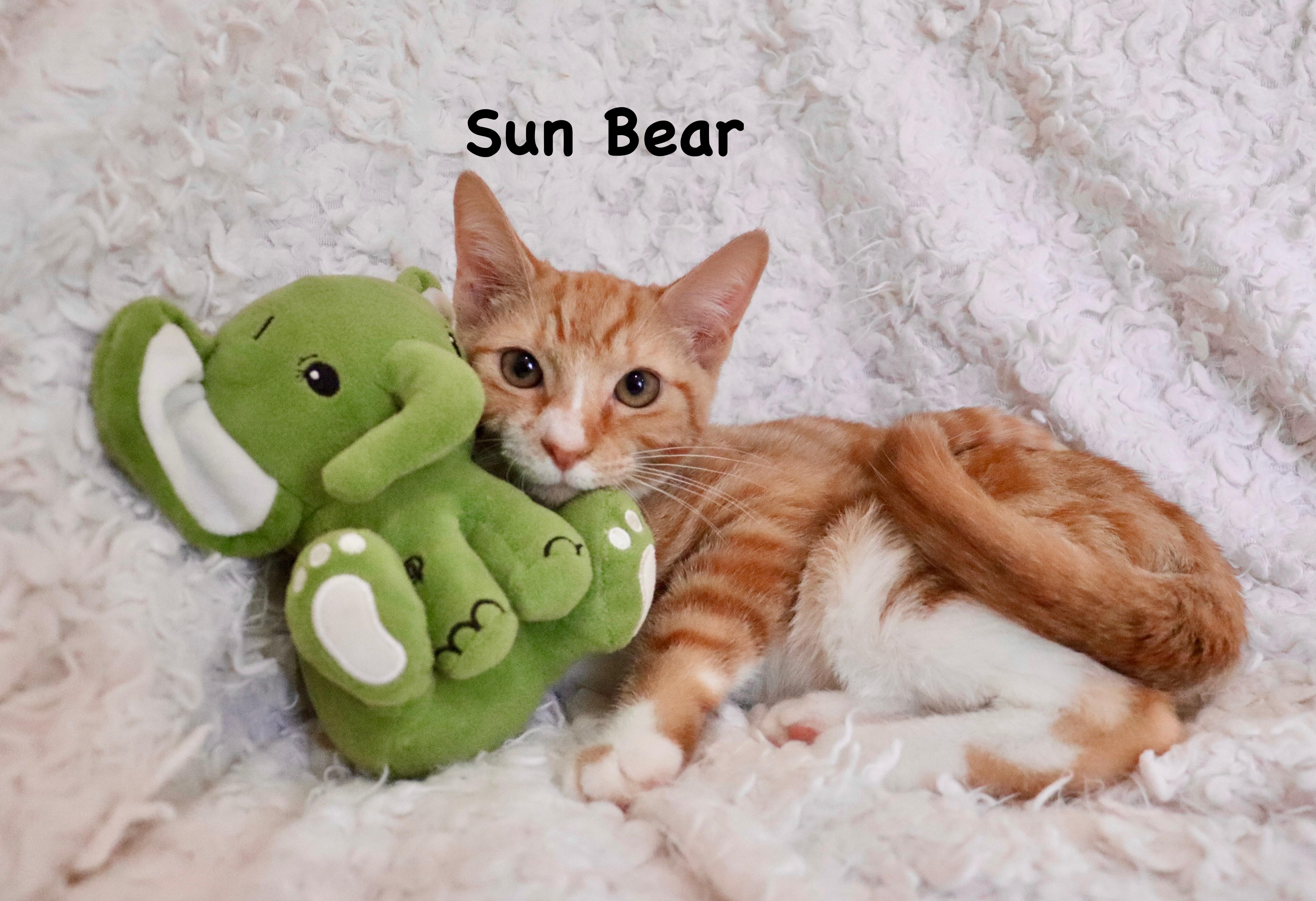 Sun Bear thumbnail 4