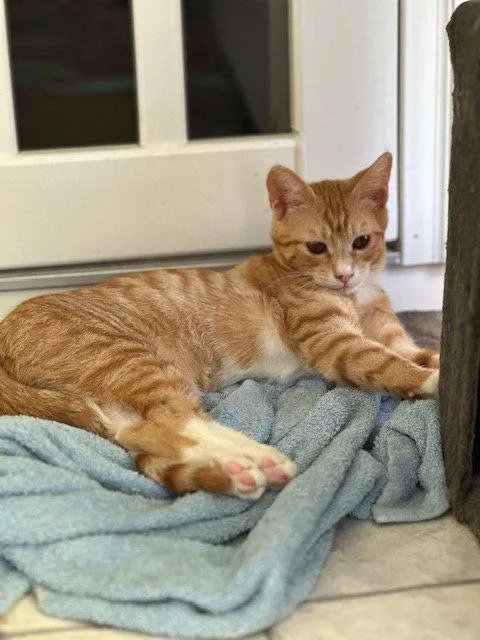 A young medium-sized female Orange & White Domestic Short Hair cat named April for adoption in Ocean Pines, MD