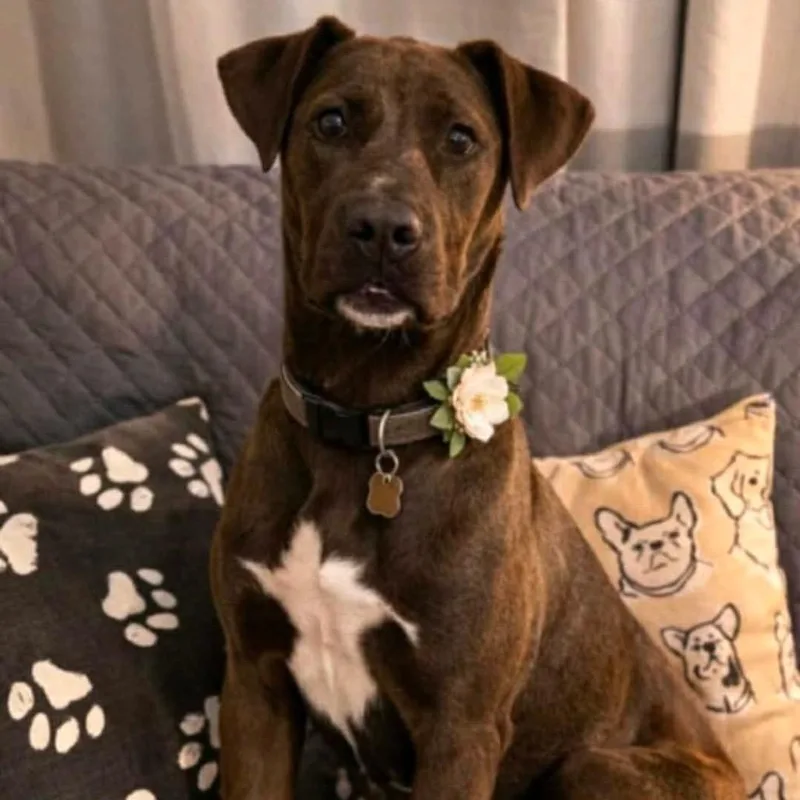 An adult medium-sized female Labrador Retriever dog named Dorsey for adoption in Wadena, MN