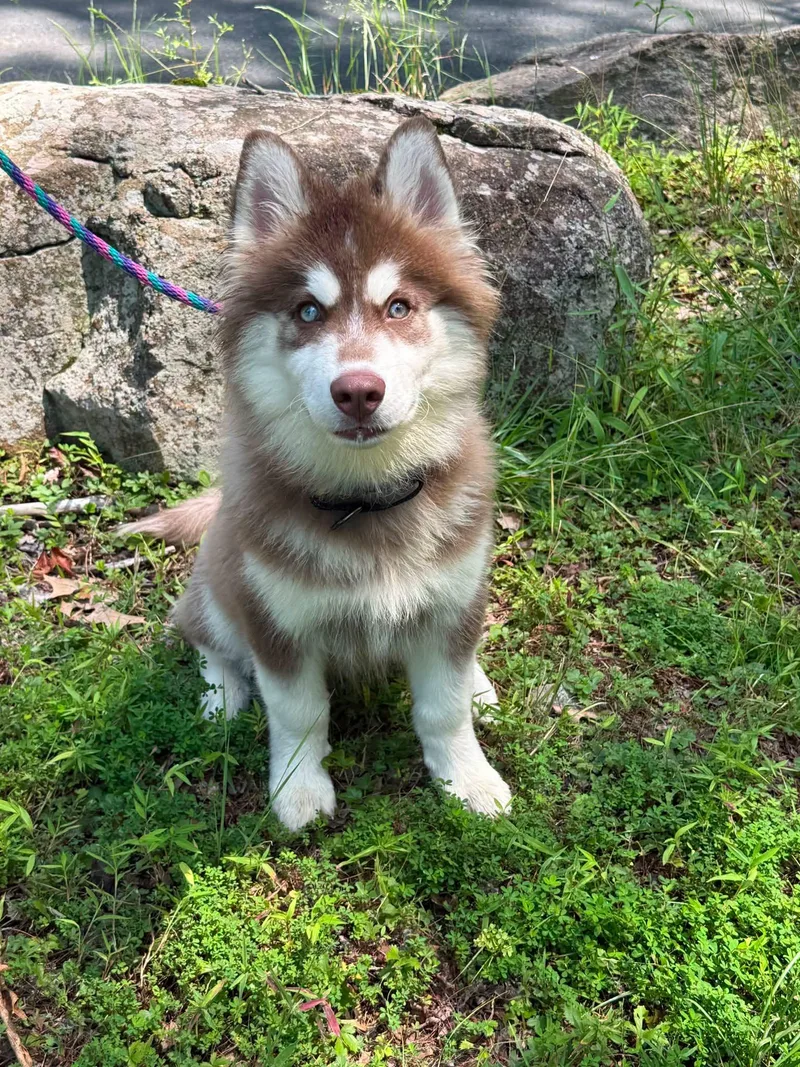 A baby medium-sized male Brown / Chocolate Siberian Husky dog named Max for adoption in North Haledon, NJ