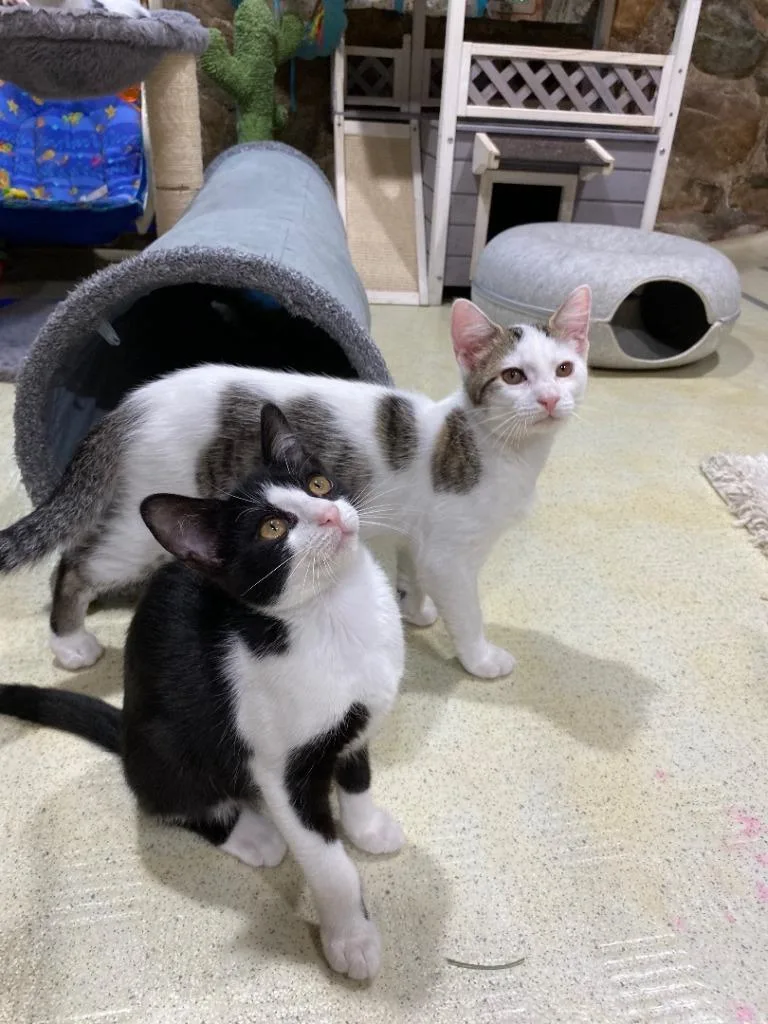 Emmy Lou thumbnail 2