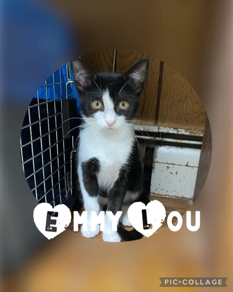 Emmy Lou thumbnail 3