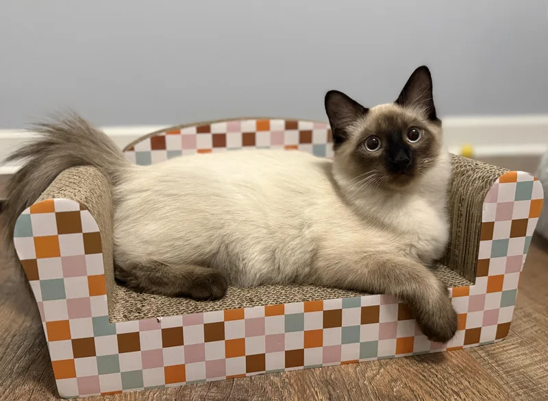 A baby large-sized male Seal Point Domestic Medium Hair cat named Fuzz for adoption in Murfreesboro, TN