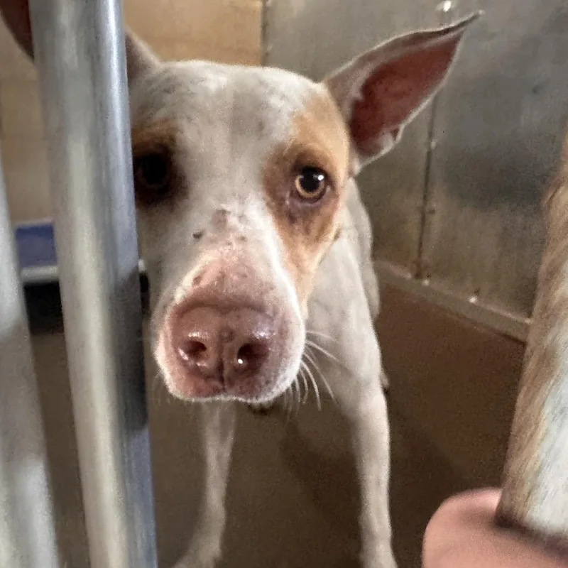 Breakfast Burrito thumbnail 2