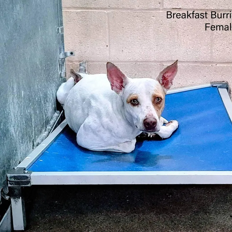 Breakfast Burrito thumbnail 3