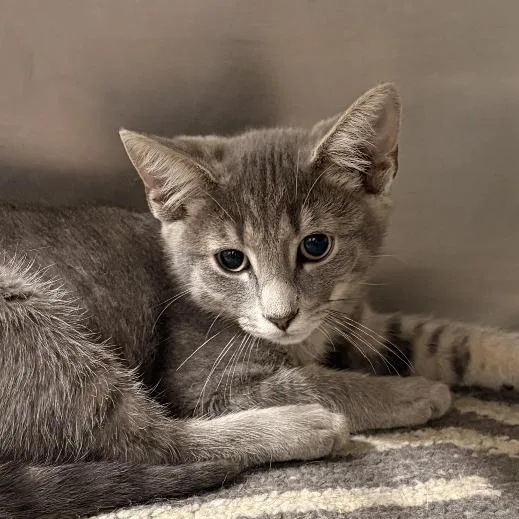 A baby small-sized male Gray / Blue / Silver Domestic Short Hair cat named Trixie for adoption in Newark, NJ