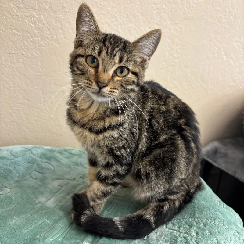 A baby small-sized female Brown / Chocolate Domestic Medium Hair cat named Regina for adoption in Medford, OR