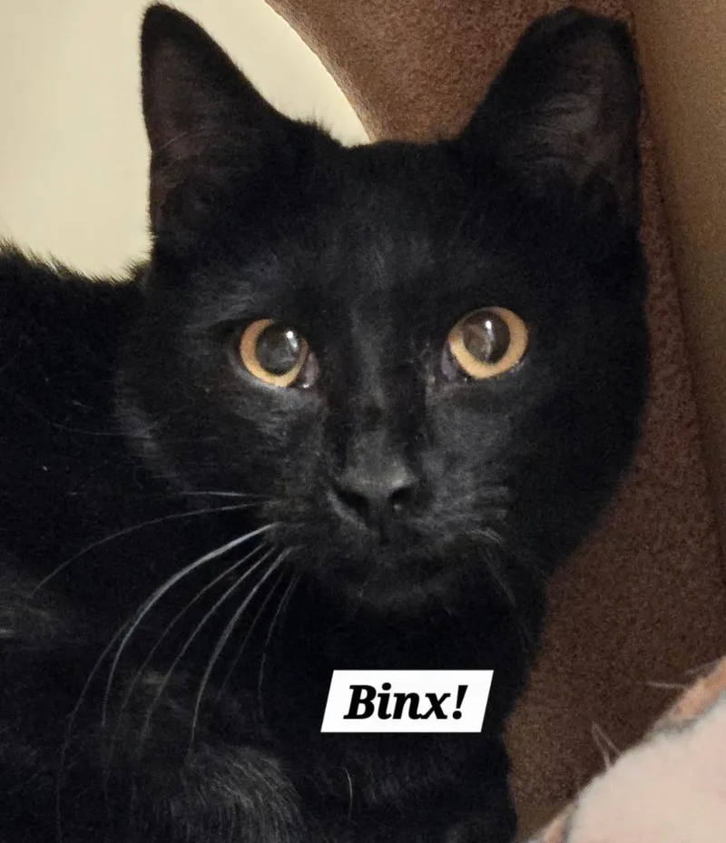 Binx