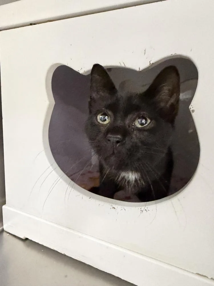 A baby small-sized male Black Domestic Short Hair cat named Patton for adoption in Orlando, FL