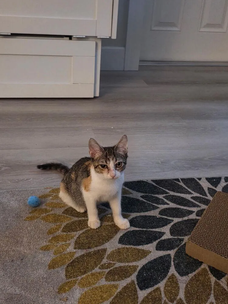 A baby medium-sized female Domestic Short Hair cat named Lily for adoption in St. Petersburg, FL
