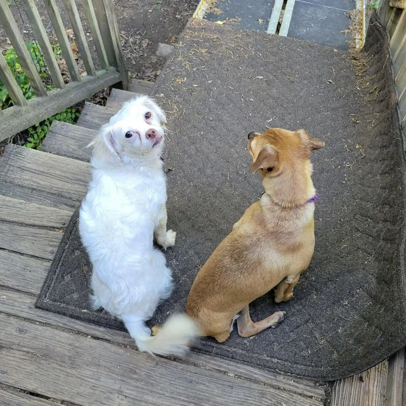 Miss Toots thumbnail 3