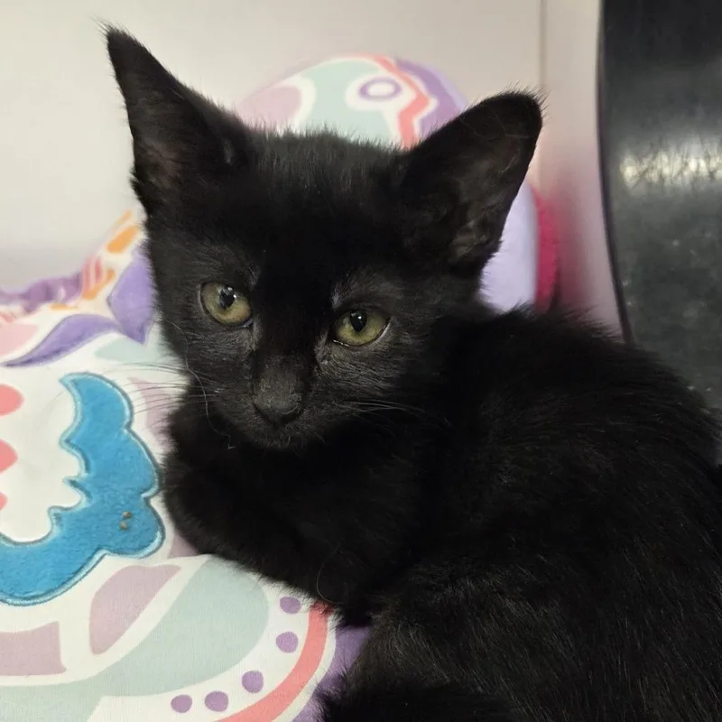 A baby small-sized female Domestic Short Hair cat named Jalapeno for adoption in Voorhees, NJ