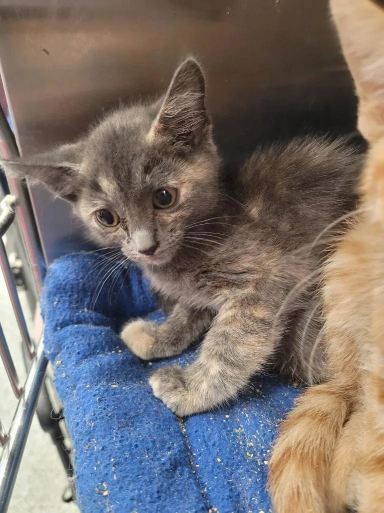 A baby medium-sized female Domestic Short Hair cat named Olive for adoption in Republic, MO