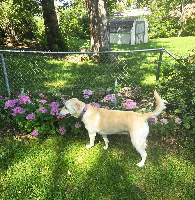Betty