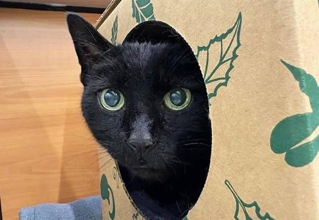 A senior small-sized male Domestic Short Hair cat named Oliver for adoption in Saint Louis, MO