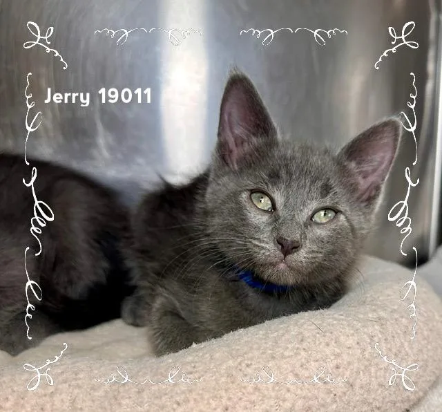 Jerry thumbnail 2