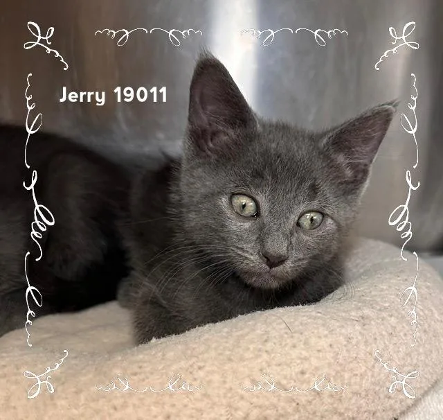 Jerry thumbnail 3