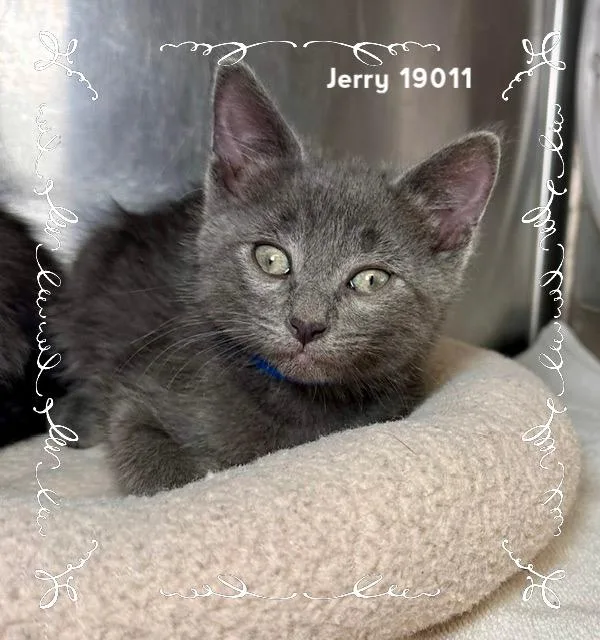 Jerry thumbnail 5