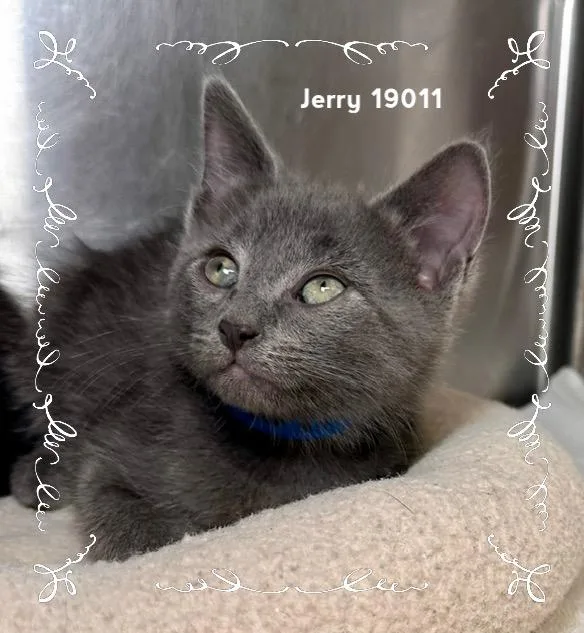 Jerry thumbnail 6