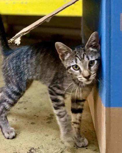 A young small-sized female Domestic Short Hair cat named Rory for adoption in River Ridge, LA