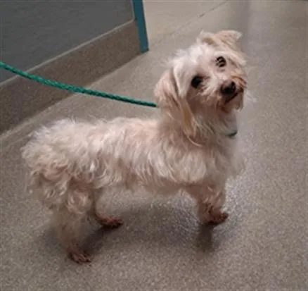 An adult small-sized female Terrier dog named Maddie for adoption in Las Vegas, NV