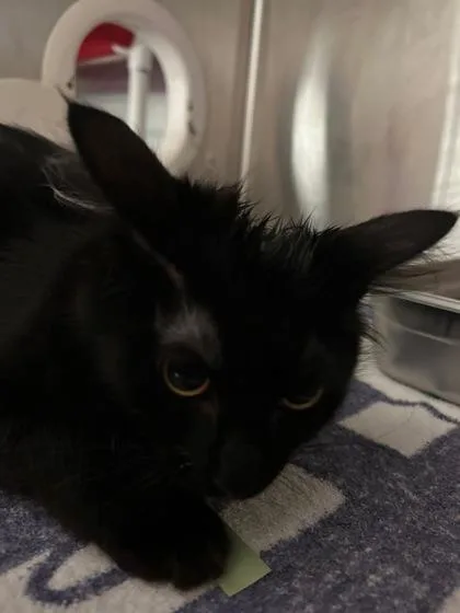 A baby small-sized female Domestic Short Hair cat named Meemee for adoption in Cincinnati, OH