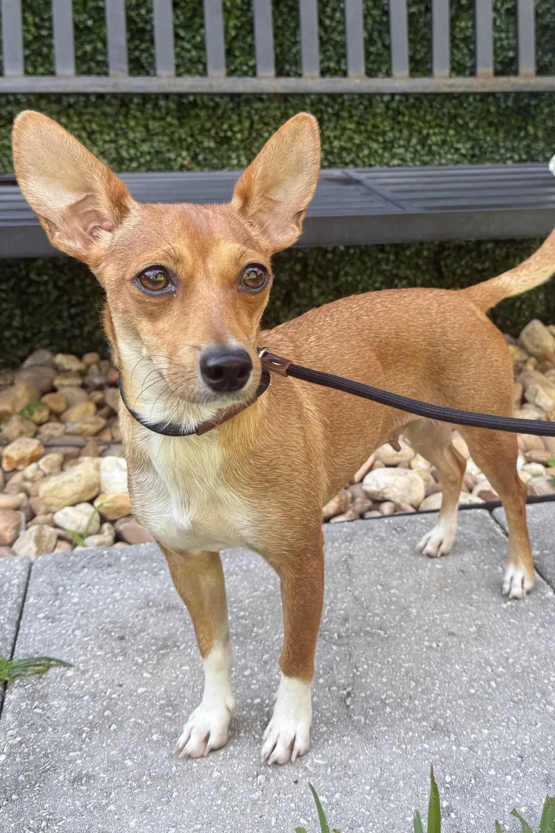 An adult small-sized female Dachshund dog named Sally for adoption in Plant City, FL