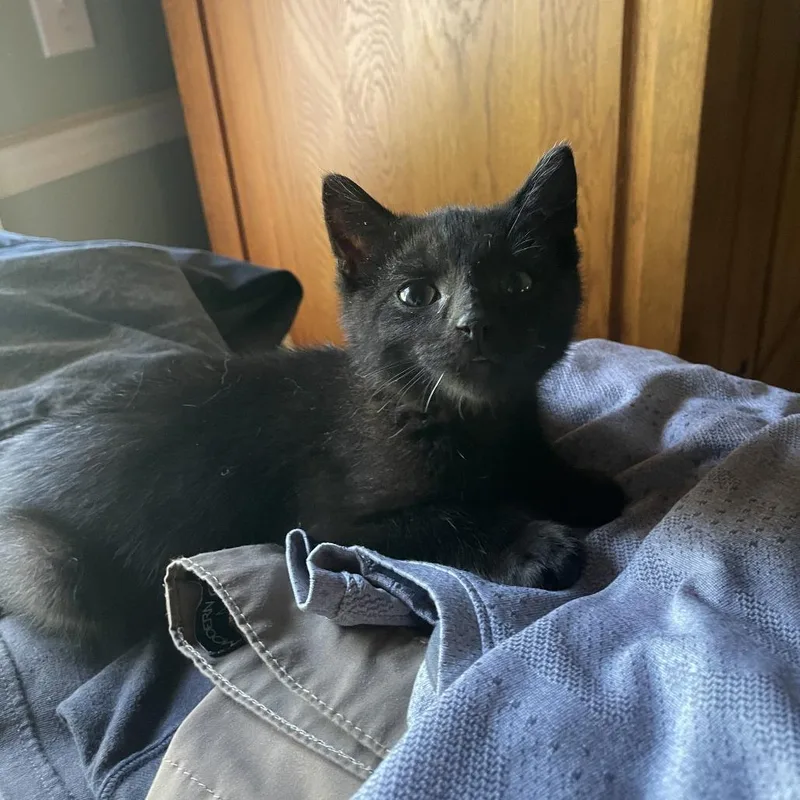 A baby small-sized male Black Domestic Short Hair cat named 26-261 for adoption in North Branford, CT