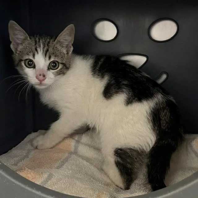 A baby small-sized female Domestic Medium Hair cat named A for adoption in Camarillo, CA