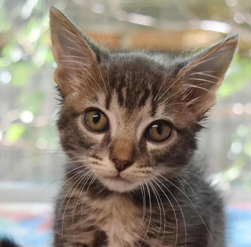 A baby medium-sized male Tabby (Gray / Blue / Silver) Domestic Short Hair cat named Platinum for adoption in Bulverde, TX