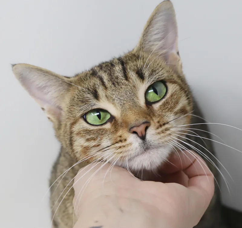 A young small-sized female Bengal cat named Tarot is our momma for adoption in Bedford Hills, NY