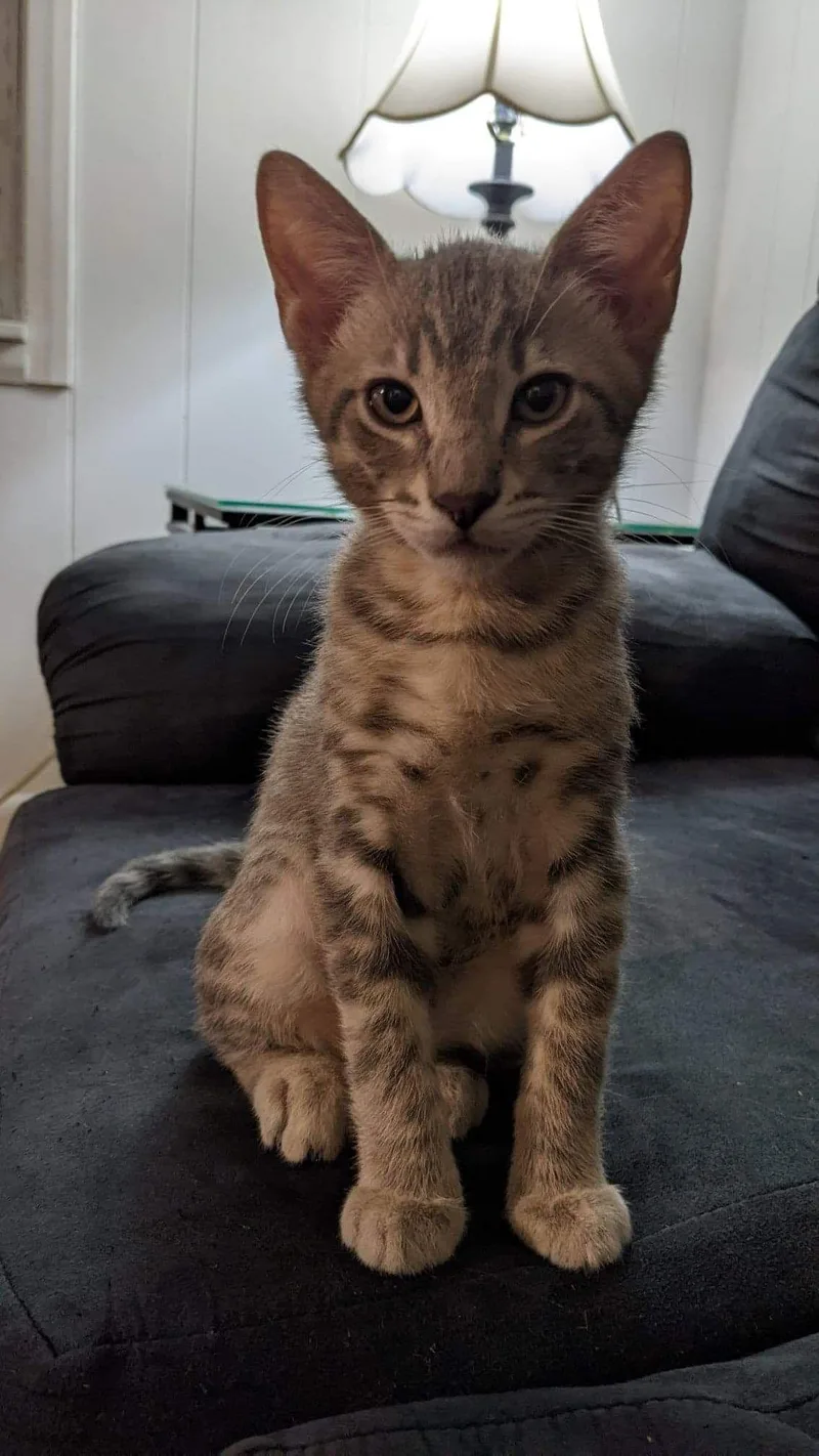 An adult medium-sized male Tabby cat named Henry for adoption in Oxford, MS
