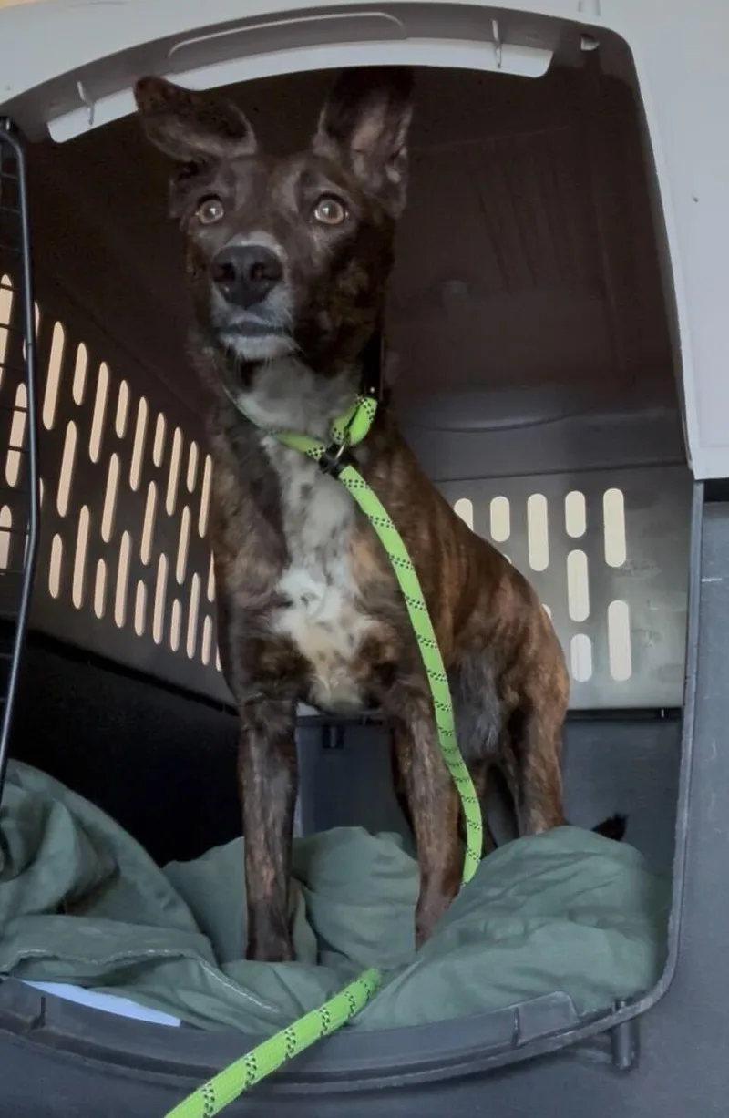 Dutchess thumbnail 2