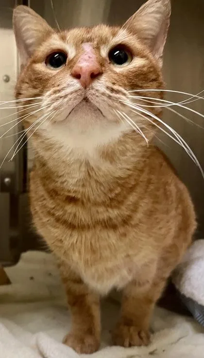 Mr. Wellington thumbnail 2