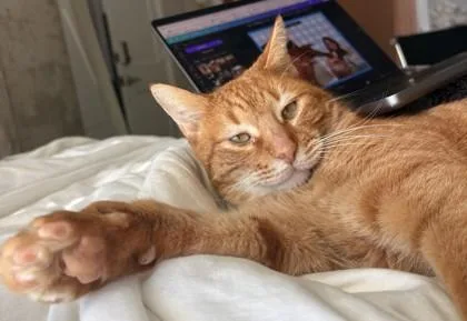 Mr. Wellington thumbnail 3