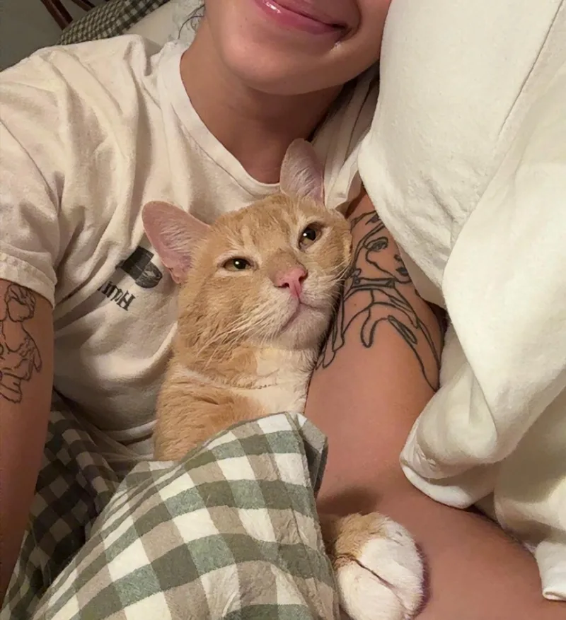 An adult medium-sized male Orange & White Domestic Short Hair cat named Cole Escola as Mary for adoption in brooklyn, NY