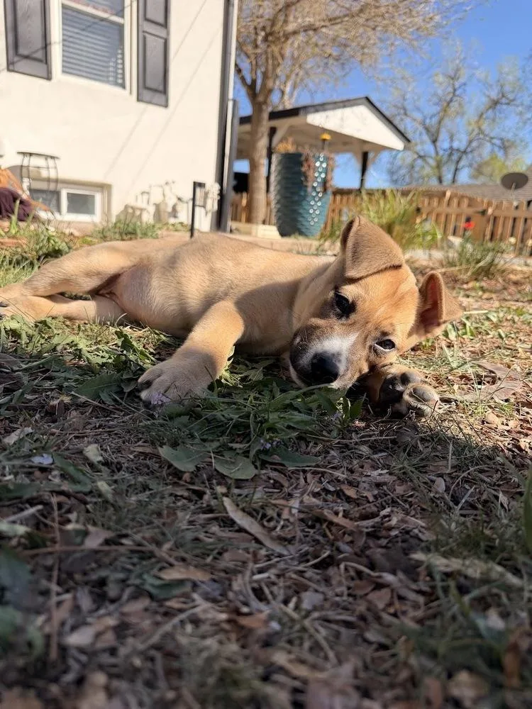 A baby large-sized female White / Cream Pit Bull Terrier dog named Scone for adoption in Sedalia, CO