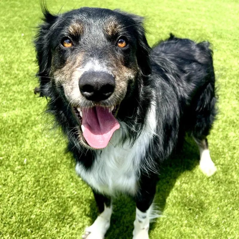 An adult medium-sized male Airedale Terrier dog named Russell for adoption in Idaho Falls, ID