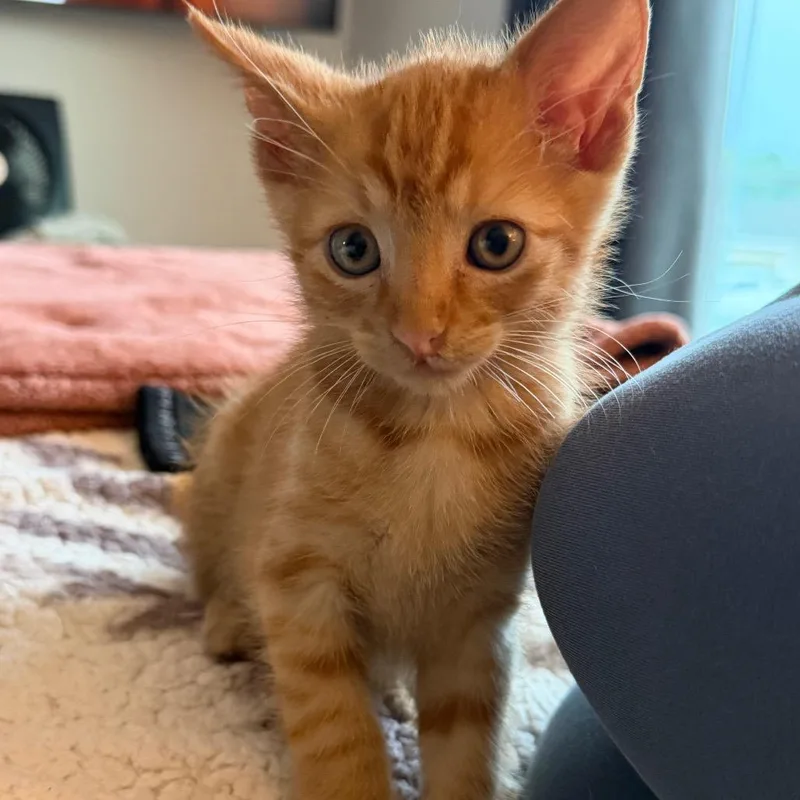 A baby small-sized male Orange / Red Domestic Short Hair cat named Michael Jackson for adoption in Gainesville, FL