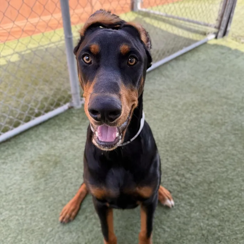 A young large-sized male Doberman Pinscher dog named Oliver for adoption in Long Beach, CA
