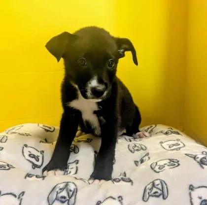 A baby medium-sized female Labrador Retriever dog named Avalon for adoption in Houston, TX