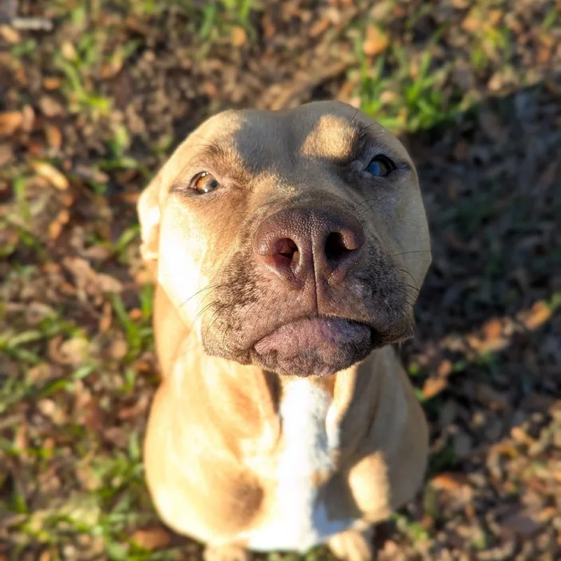 An adult medium-sized female Golden American Bulldog dog named Sophia for adoption in Ocala, FL