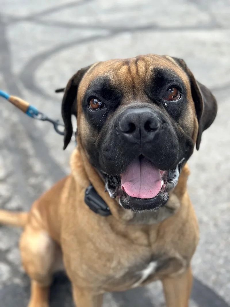 A young large-sized male Apricot / Beige Mastiff dog named Rome for adoption in New Albany, OH