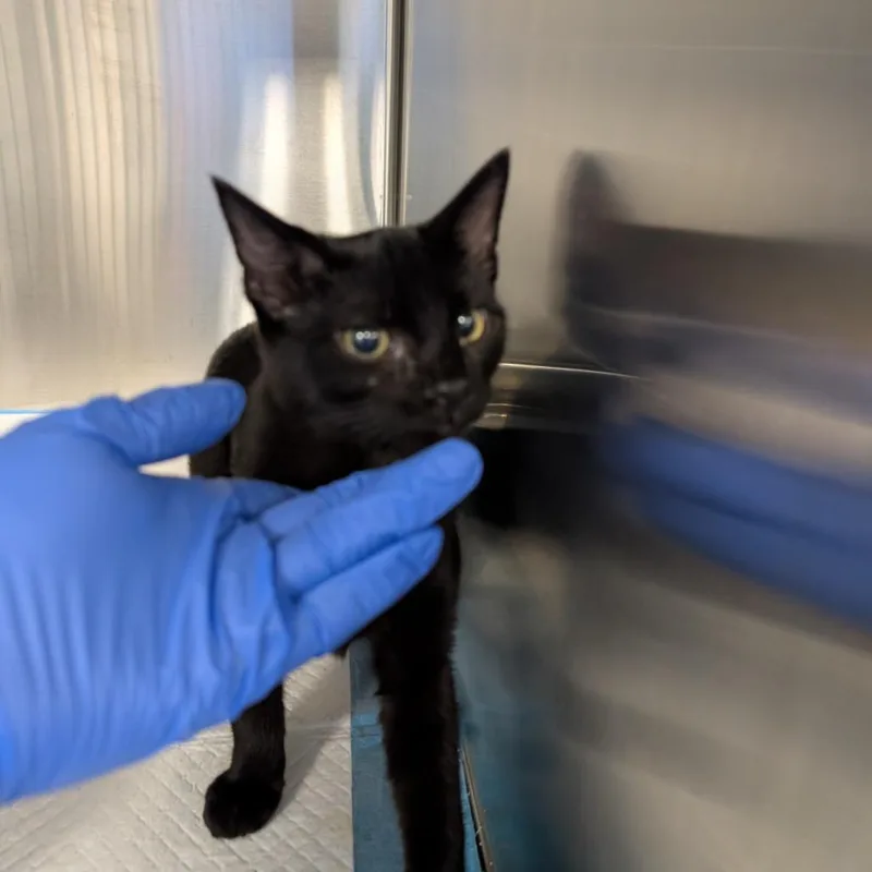 A baby small-sized male Black Domestic Short Hair cat named Squiggles for adoption in Greensboro, NC