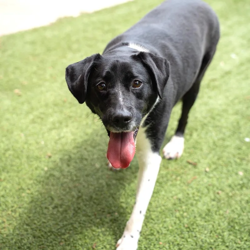 An adult large-sized female Black Labrador Retriever dog named Pee Wee for adoption in Gainesville, GA